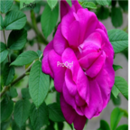 18usd Ngryise 500pcs  Multifloravar Ci Mei Red Thorn Rosa seed