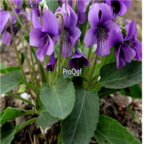 18usd Ngryise 5000pcs Philippine Violet seed