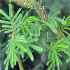 18usd Ngryise 500pcs Acacia Mearnsii seed