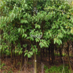 18usd Ngryise 500pcs  Lindera Communis seed