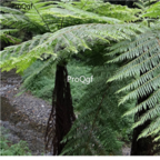 18usd Ngryise 50pcs Alsophila Spinulosa seed