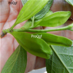 18usd Ngryise 500pcs Eucommia Ulmoides seed