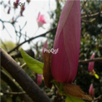 18usd Ngryise 500pcs Purple Lily Magnolia Mchella Liliflora seed