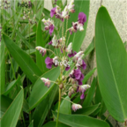 18usd Ngryise 500pcs Thalia Dealbata seed