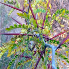 18usd Ngryise 500pcs Thistles And Thorns seed