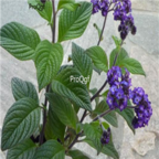 18usd Ngryise 500pcs Brunfelsia Hopeana seed