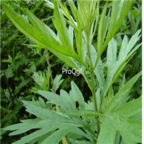 18usd Ngryise 5000pcs Artemisiae Argyi  seed