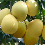 18usd Ngryise 200pcs Grapefruit Citrus Maxima seed