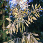 18usd Ngryise 500pcs Macleaya Cordata seed