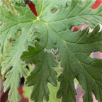 18usd Ngryise 500pcs pelargonium Graveolens seed