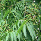 18usd Ngryise 300pcs Sapindus Tree seed