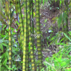 18usd Ngryise 500pcs Buddha Bamboo seed