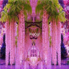 18usd Ngryise 100pcs Wisteria Tree seed