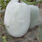 18usd Ngryise 500pcs Benincasa Hispida seed