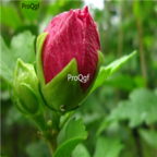 18usd Ngryise 1000pcs Hibiscus Syriacus T seed