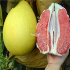 18usd Ngryise 300pcs red Grapefruit seed