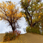 18usd Ngryise 500pcs Populus Euphratica Tree seed