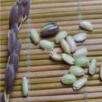 18usd Ngryise 5000pcs Green Fragrant Rice Grain Oryza Sativa  seed