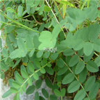 18usd Ngryise 1000pcs Astragalus seed