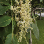 18usd Ngryise 3000pcs Rhus Chinensis Tree seed