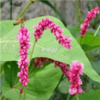18usd Ngryise 500pcs Polygoni Orientalis seed