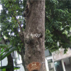 18usd Ngryise 500pcs Lindera Communis Tree seed