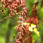 18usd Ngryise 3000pcs Coriaria Nepalensis seed