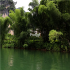 18usd Ngryise 500pcs Fernleaf Bamboo  seed