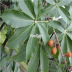 18usd Ngryise 500pc Aesculus Tree seed