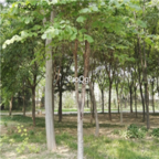 18usd Ngryise 500pcs Celtis Koraiensis Tree seed