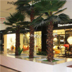 18usd Ngryise 200pcs Washingtonia Filifera seed