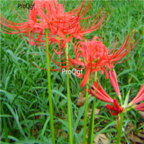 18usd Ngryise 300pcs  Red Spider Lily  seed