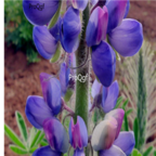 15usd Ngryise 500pcs Lupiuns lupin flower seed