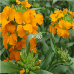 18usd Ngryise 1000pcs Siberian Wallflower seed
