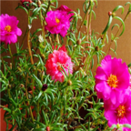 18usd Ngryise 8000pcs Portulaca Grandiflora seed