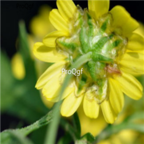 18usd Ngryise 3000pcs Camomile seed