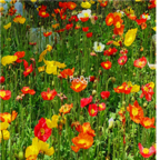 18usd Ngryise 5000pcs Field Poppy Papaver Rhoeas seed