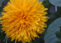 18usd Ngryise 1000pcs Helianthus Annuus seed