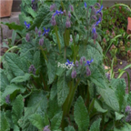 18usd Ngryise 1000pcs Borago Officinalis borage seed