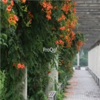 18usd Ngryise 500pcs Trumpet Creeper Campsis Grandiflora seed