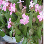 18usd Ngryise 3000pcs Silene Pendula seed