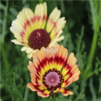 18usd Ngryise 3000pcs Chrysanthemum Carinatum seed