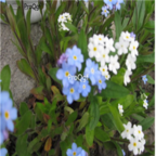 18usd Ngryise 3000pcs Myosotis Sylvatica seed