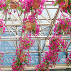 18usd Ngryise 3000pcs Pink Pharbitis Nil Morning Glory Flower seed