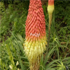18usd Ngryise 3000pcs Common Torch Lily Kniphofia Uvaria seed