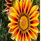 18usd Ngryise 1000pcs Gazania Rigens Chrysanthemum seed