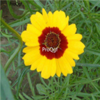 18usd Ngryise 8000pcs Sanvitalia Procumbens seed