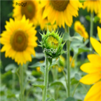 18usd Ngryise 3000pcs Rudbeckia Laciniata seed