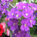 18usd Ngryise 3000pcs Verbena Hybrida seed