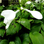 18usd Ngryise 300pcs Hosta Plantaginea seed